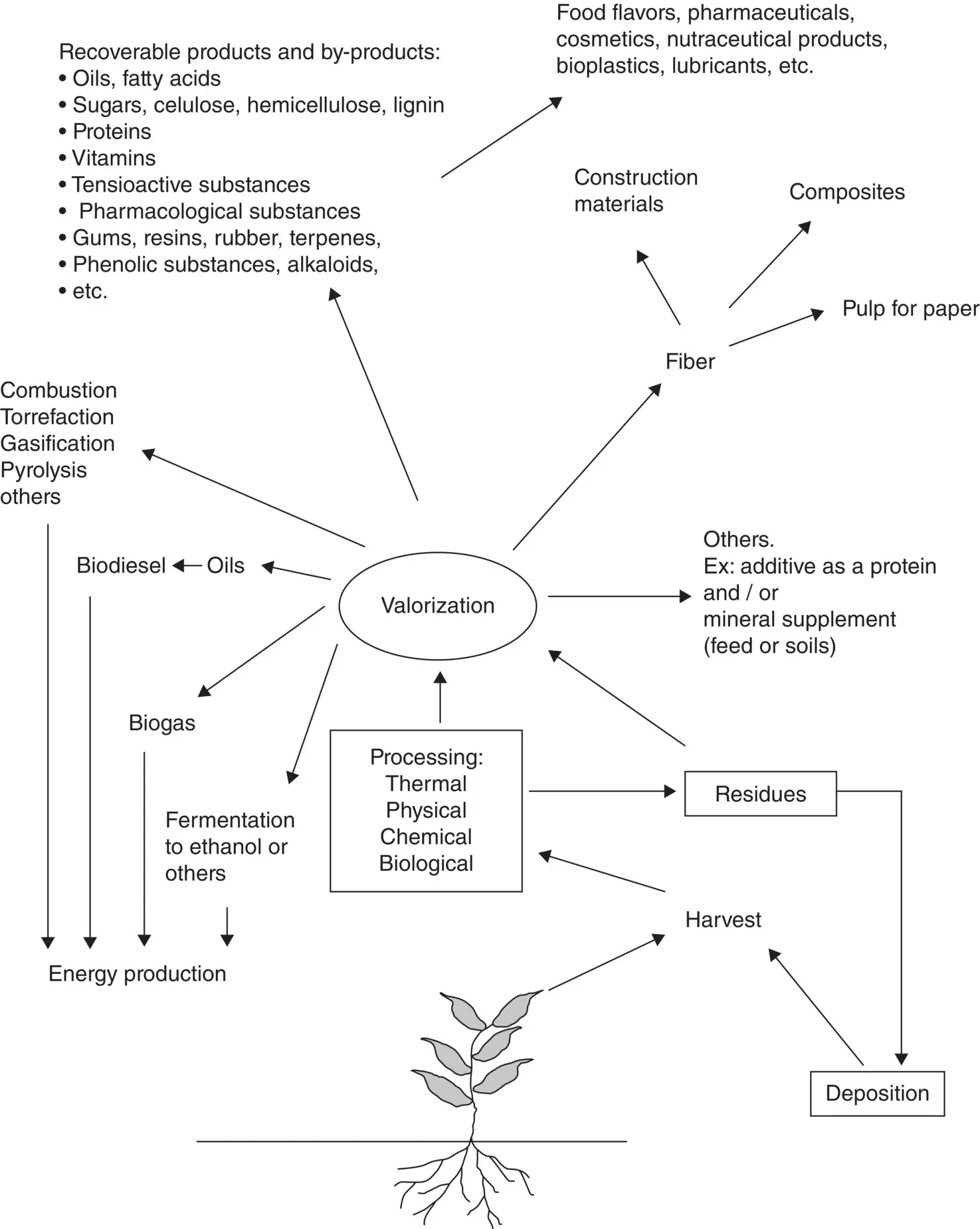 Figure 21 Examples of processing options and multiple biobased products - фото 11