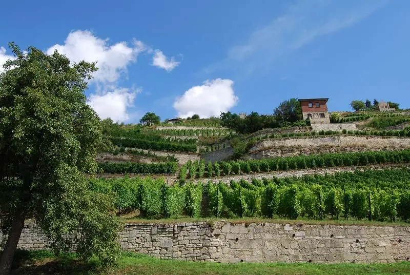 Weinberge an der Saale Geiseltalsee Womit wir schon fast in der Gegenwart - фото 6