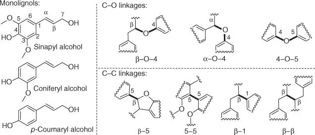 Scheme 27 Monolignols and possible linkages in lignin specific bond types are - фото 14