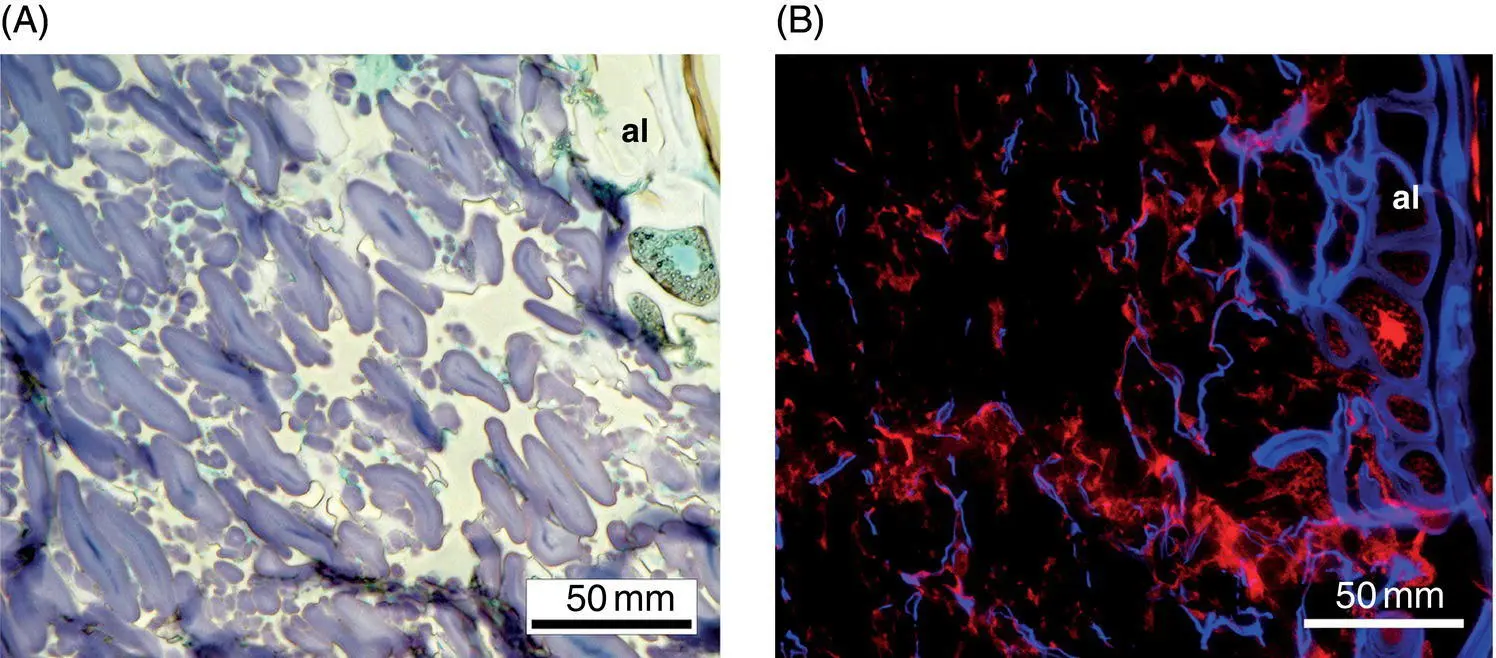 Figure 13 Microstructure of rolled rye grain A bright field micrograph with - фото 6
