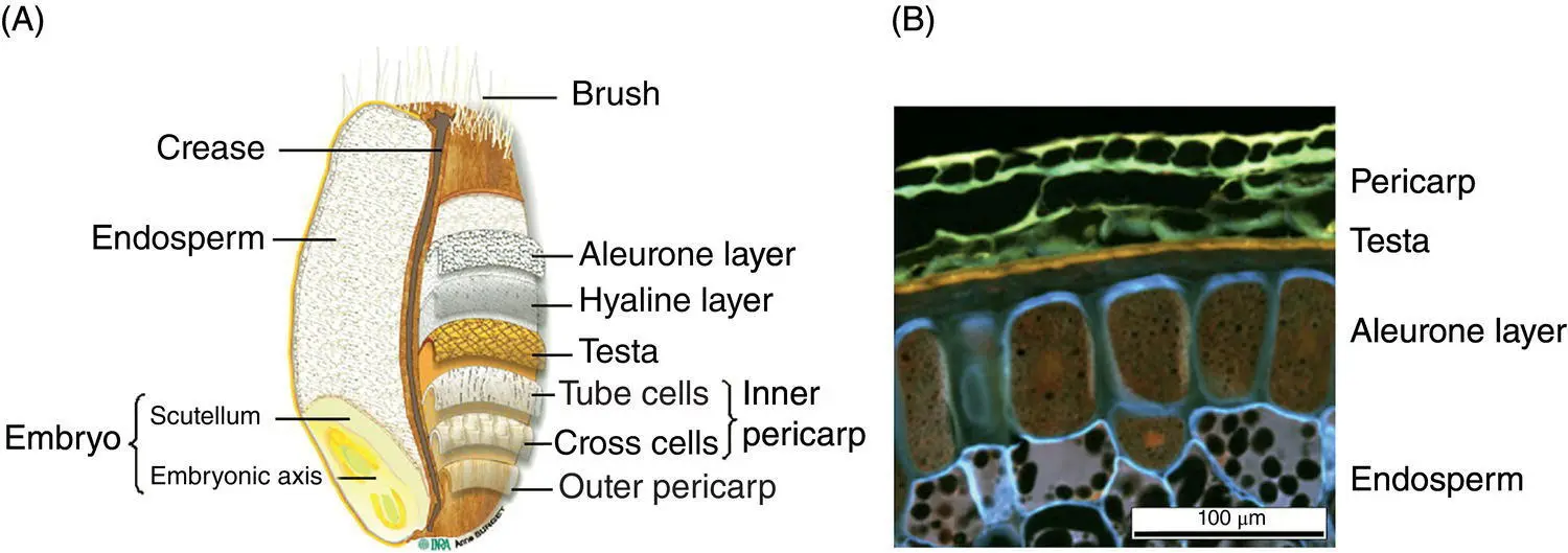 Figure 11 A General structure of a cereal grain B Epifluorescence - фото 4
