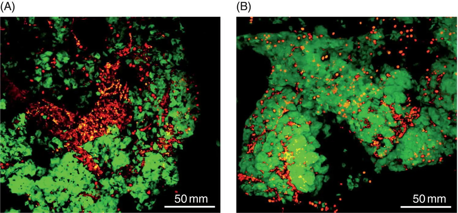 Figure 14 CLSM images of untreated A and 001 proteasetreated B brown - фото 7