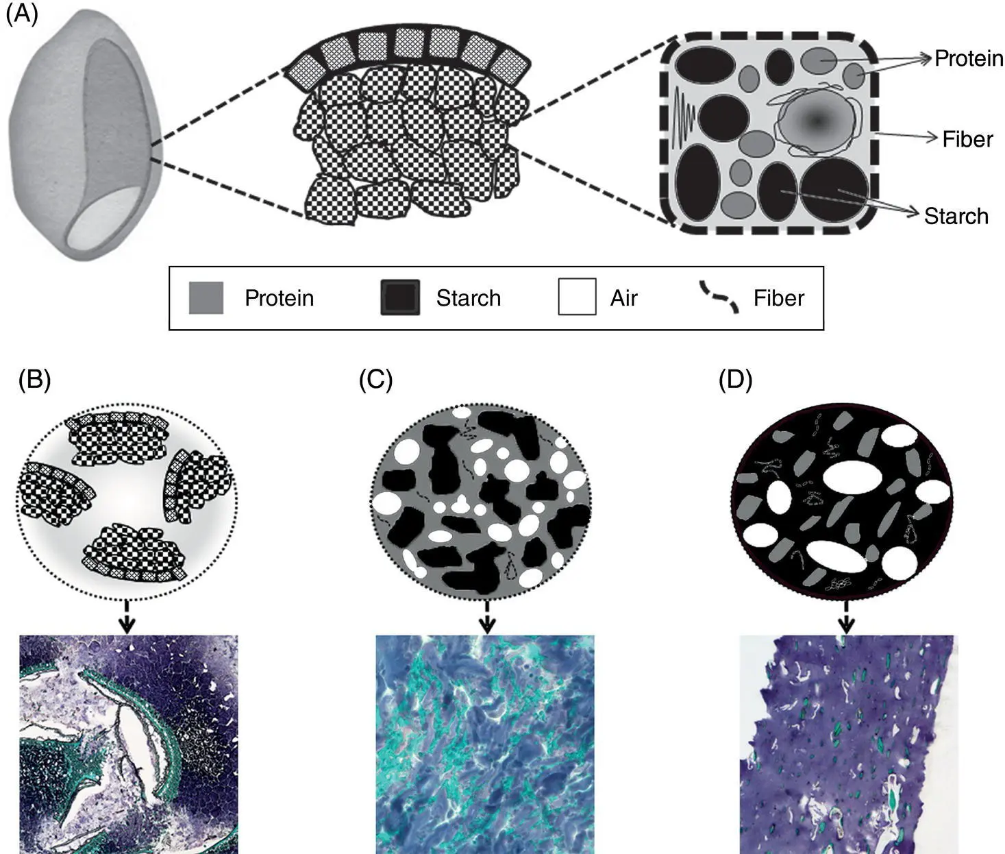 Figure 12 Schematic representation of a typical endosperm cell A and - фото 5