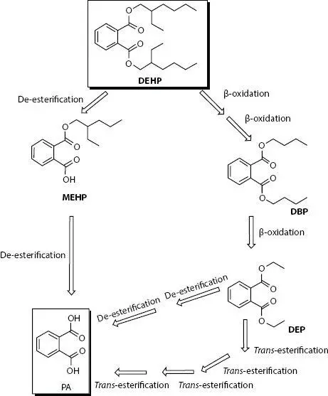 Figure 12DEHP biodegradation pathways to obtain MEHP DBP and DEP Reprinted - фото 3