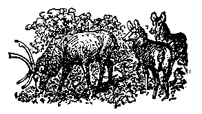 КНЯЖЕСКИЙ АНКАС Каа большой горный удав переменил кожу верно в двухсотый - фото 18