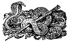 ДИКИЕ СОБАКИ Приятное время жизни началось для Маугли после того как он - фото 21