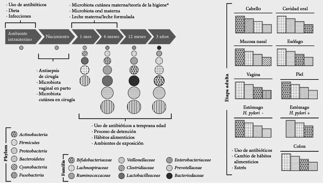 Figura 1 Microbiota bacteriana En la figura se muestra representativamente la - фото 6