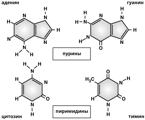Рис 1 Структура азотистых оснований элементарных букв из которых - фото 1