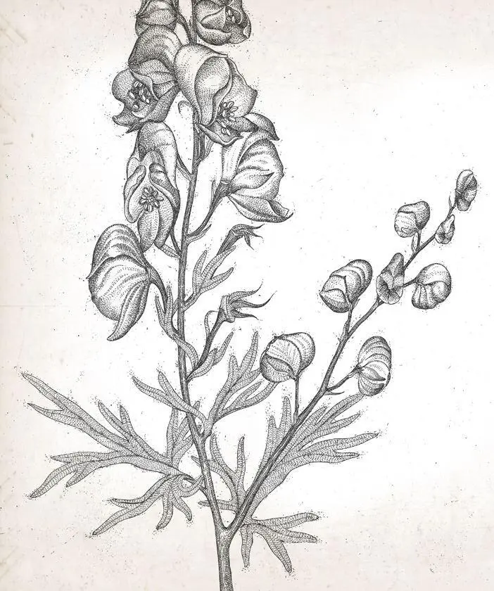 Смертоносные Аконит АКОНИТ КЛОБУЧКОВЫЙ ACONITUM NAPELLUS В 1856 г - фото 5