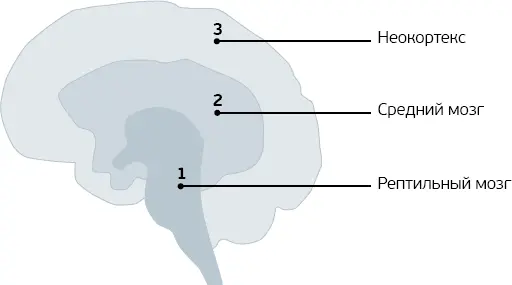 Самый древний уровень рептильный мозг крокомозг который отвечает за - фото 1