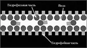 Рис 5 Пленки мыльного пузыря Гидрофильная часть притягивается слоем воды в - фото 10