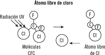 1 Paso 3 El átomo de cloro liberado se une a la molécula de ozono formando una - фото 24