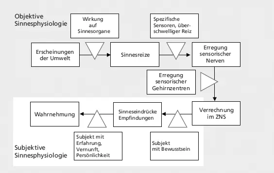 Abb 12 Bereich der Verarbeitung objektiver Sinneseindrücke und Übergang zu - фото 7
