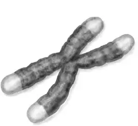 Элизабет Блэкберн начала изучать структуру ДНК теломер и их функции в далеком - фото 1