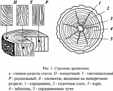 поперечном или торцовом П плоскость разреза проходит перпендикулярно оси - фото 1