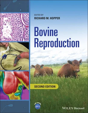 Неизвестный Автор Bovine Reproduction обложка книги