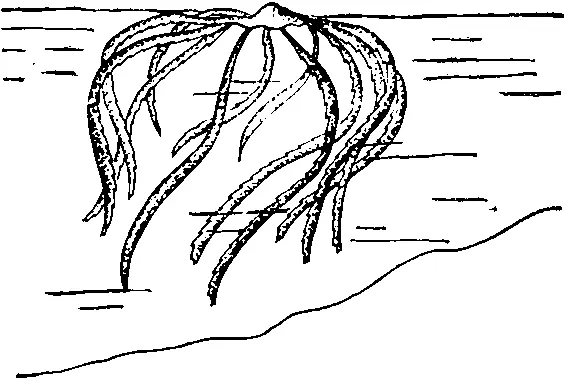 Рис 4 Граптолит леганограптус ранний ордовик Плеченогие это морские - фото 5