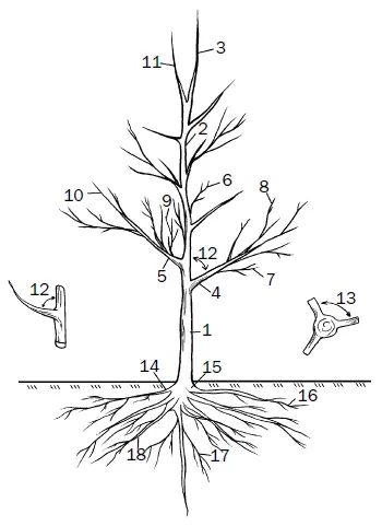 Рис 1Строение плодового дерева схема 1 штамб 2 ствол 3 побег - фото 1