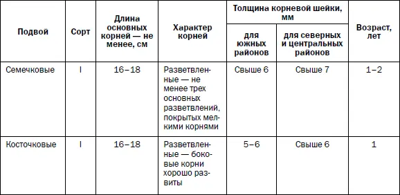Двулетние сеянцы отобранные для окулировки требуют не столь тщательного ухода - фото 10