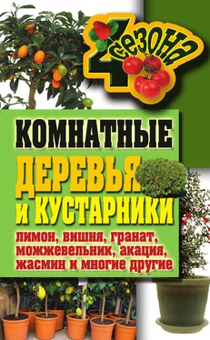 Галина Серикова Комнатные деревья и кустарники: лимон, вишня, гранат, можжевельник, акация, жасмин и многие другие обложка книги