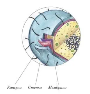 Капсула мембрана стенка Всю защиту хорошенько Каждой клетке обеспечат Их - фото 2