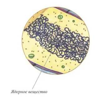 Также следует учесть В цитоплазме клетки есть Нуклеоид не ядро Назван был он - фото 4