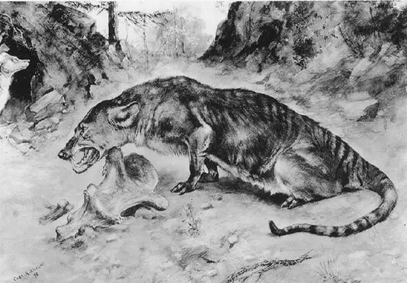 Mesonychium ancestor of whales Neogene opens 23 million years ago Whales are - фото 18