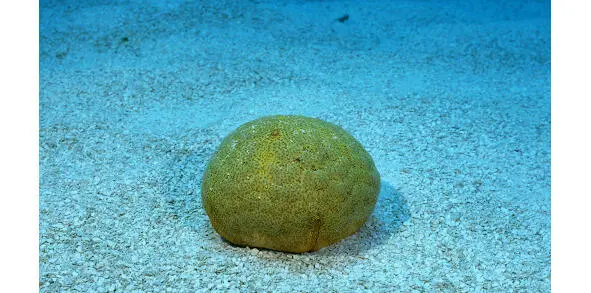 Sea sponge This is how it all began The second option explaining the - фото 8