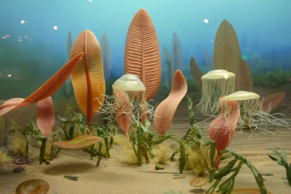 The first messengers of the Phanerozoic Reconstruction The first era is called - фото 10