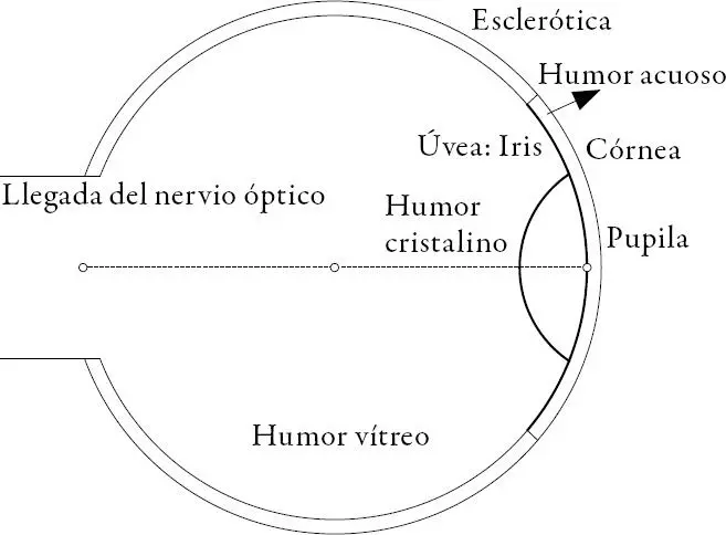Figura 21 Estructura del ojo ajustada a las expectativas de Alhacén Fuente - фото 29