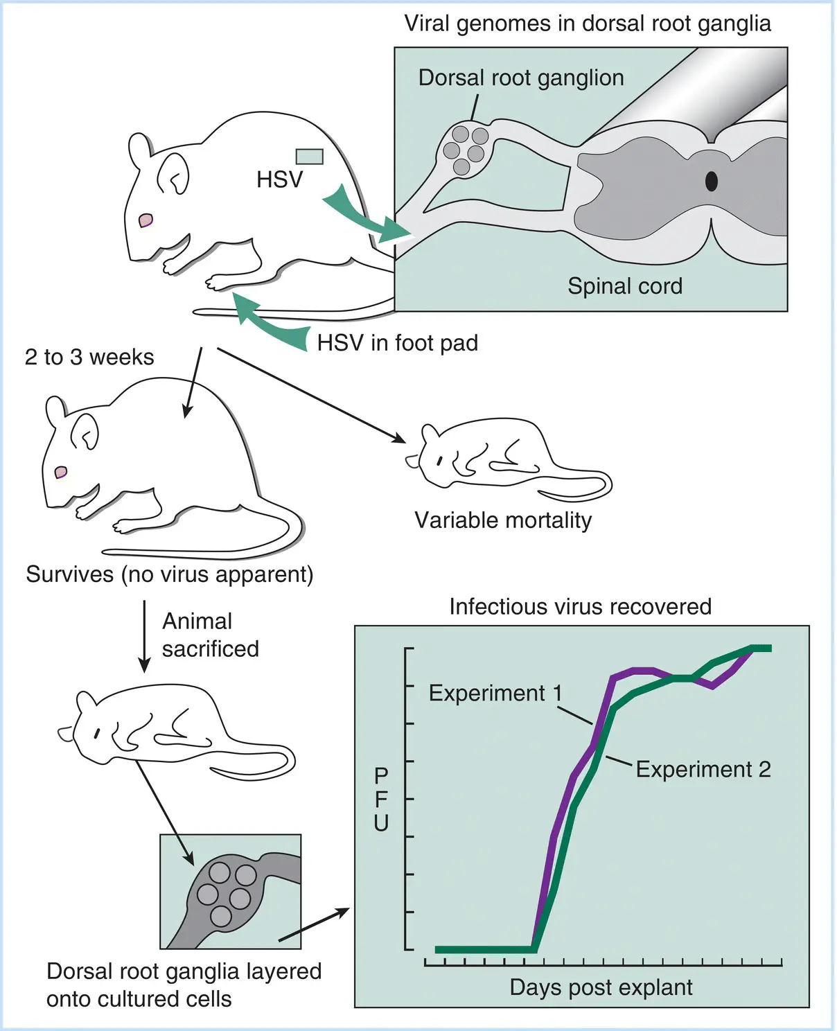 Figure 36Analysis of the establishment and maintenance of latent HSV - фото 14
