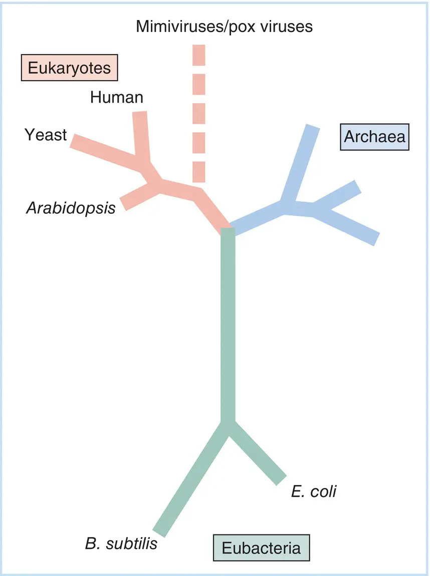 Figure 11A phylogenetic tree of selected species from the three domains of - фото 4