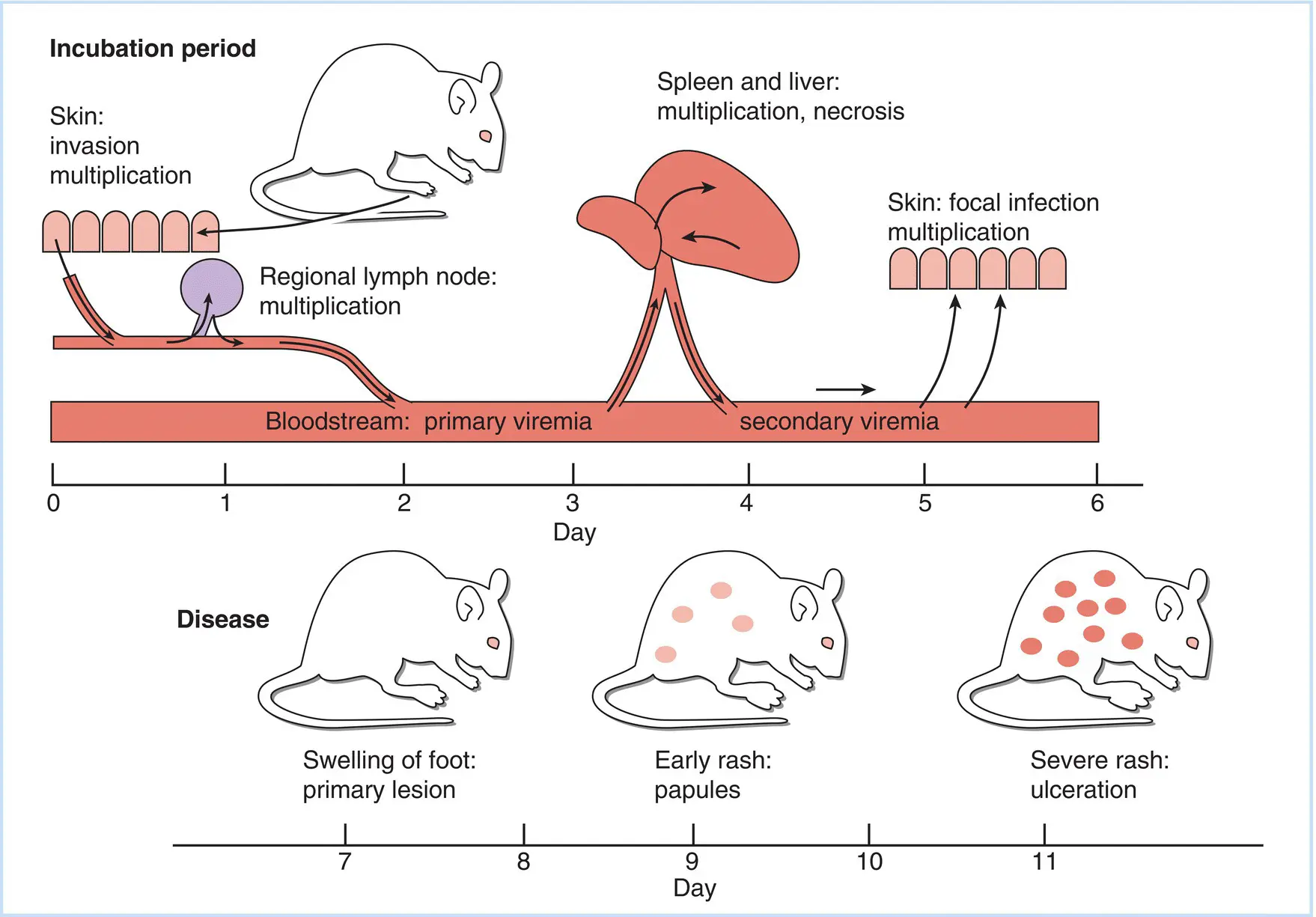 Figure 34The course of experimental poxvirus infection in laboratory mice - фото 11