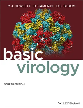 Martinez J. Hewlett Basic Virology обложка книги