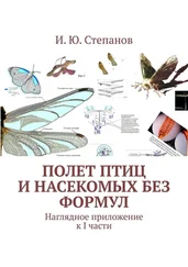 И. Степанов - Полет птиц и насекомых без формул. Наглядное приложение к I части
