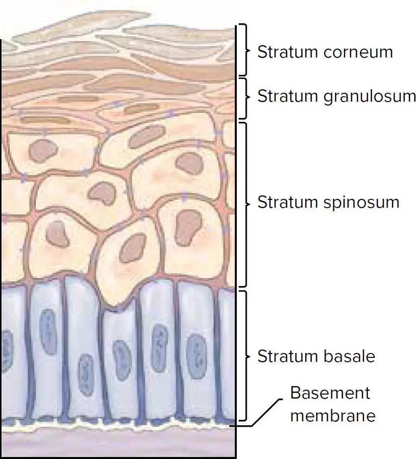 Fig 11 Layers of keratinized gingiva 1 Stratum basale which is characterized - фото 7