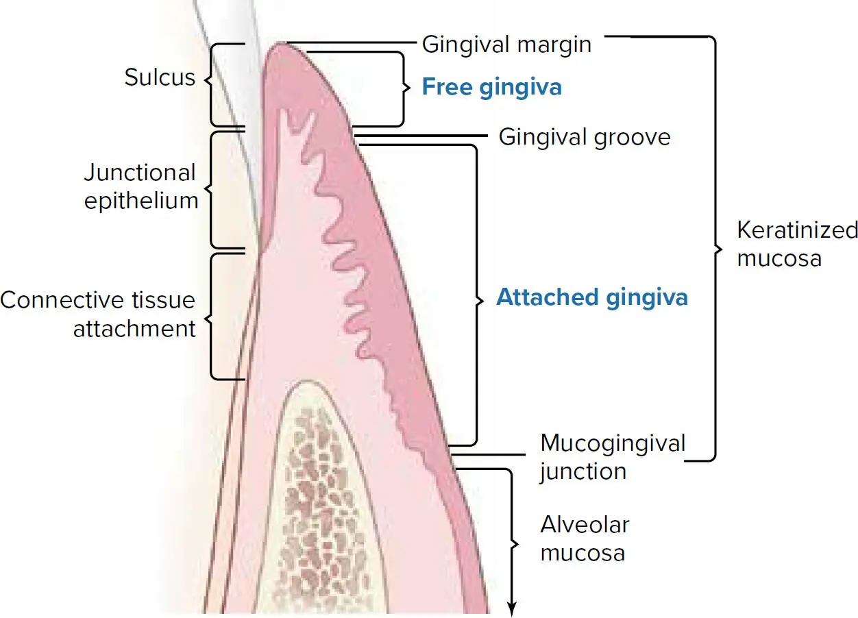 Fig 12 The gingiva Free gingiva Free gingiva is the portion of the gingival - фото 8