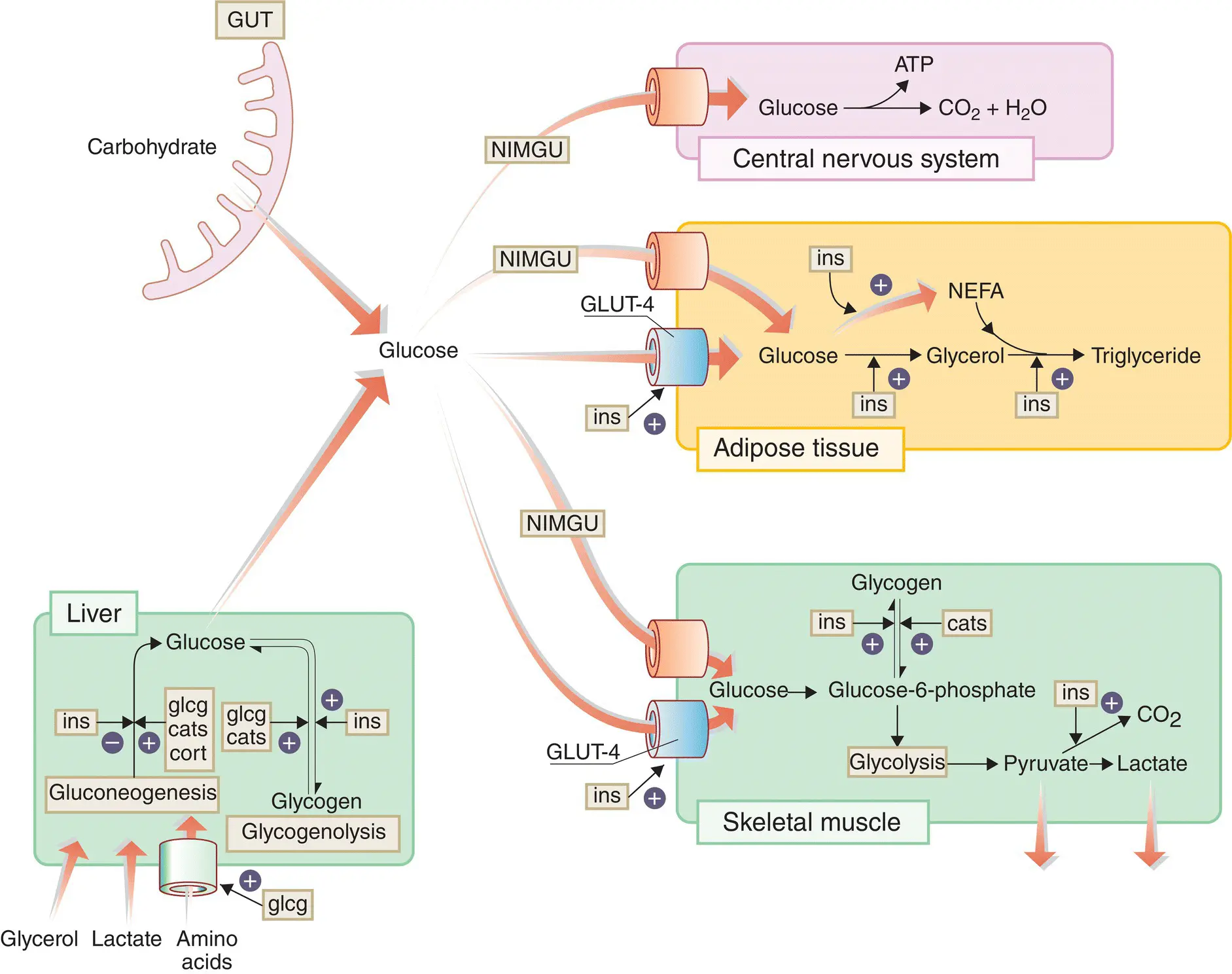 Figure 520 Overview of carbohydrate metabolism cats catecholamines cort - фото 52