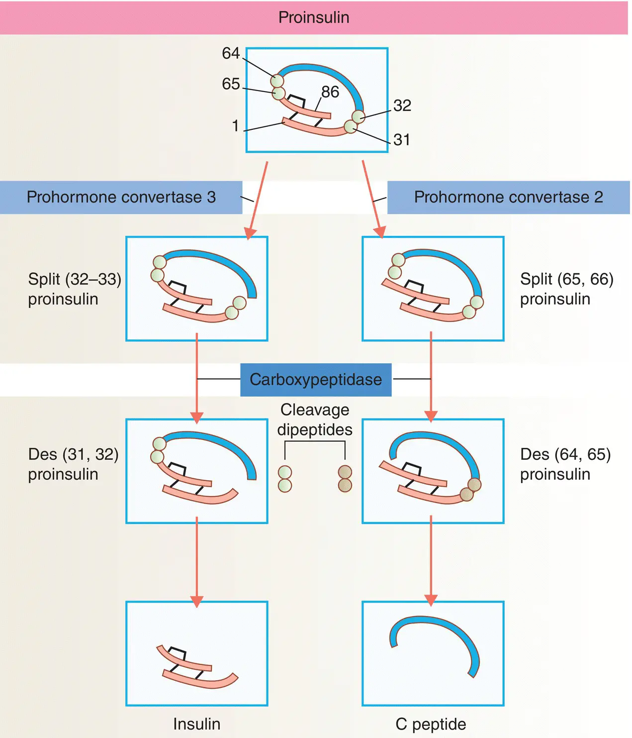 Figure 58 Insulin biosynthesis and processing Proinsulin is cleaved on the - фото 40