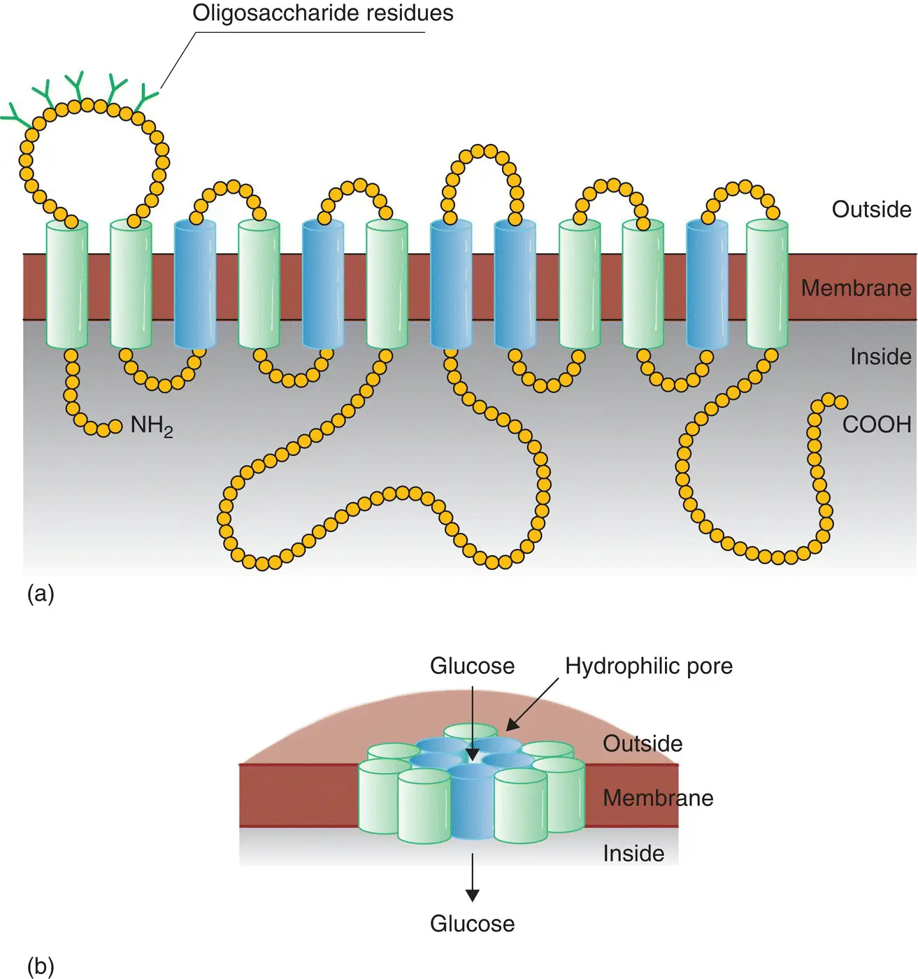 Figure 517 a The structure of a typical glucose transporter GLUT b The - фото 49