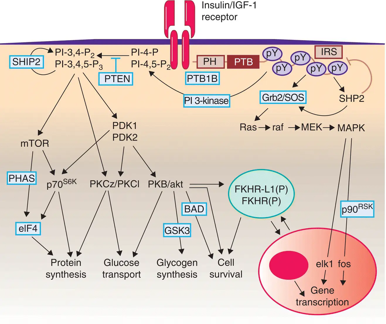 Figure 516 The insulin signalling cascade Insulin binding and - фото 48