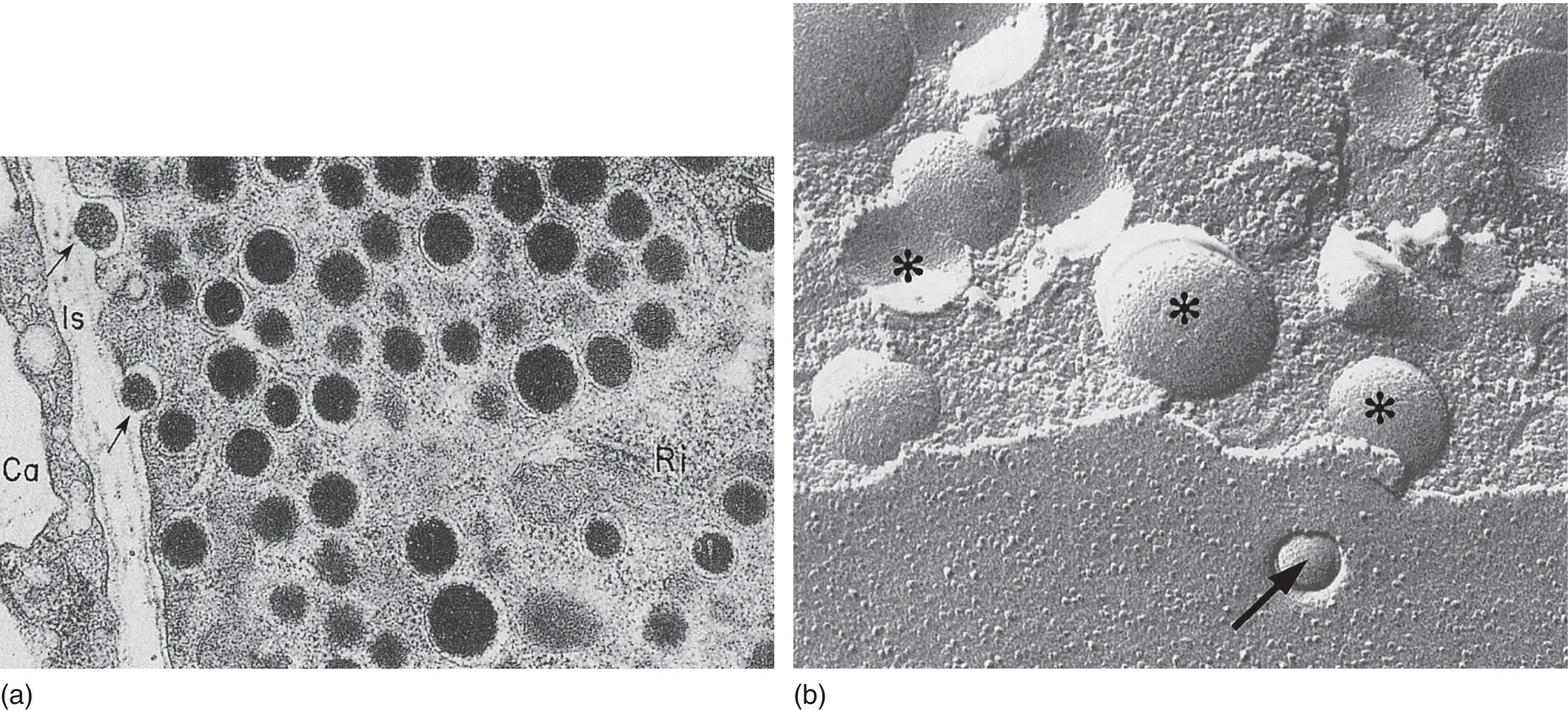 Figure 59 a Electron micrograph of insulin secretory granules in a - фото 41