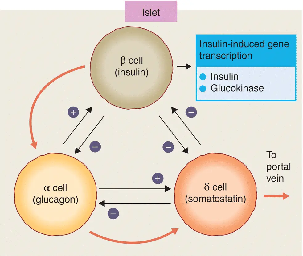 Figure 53 Potential interactions between the secretory products of the major - фото 35