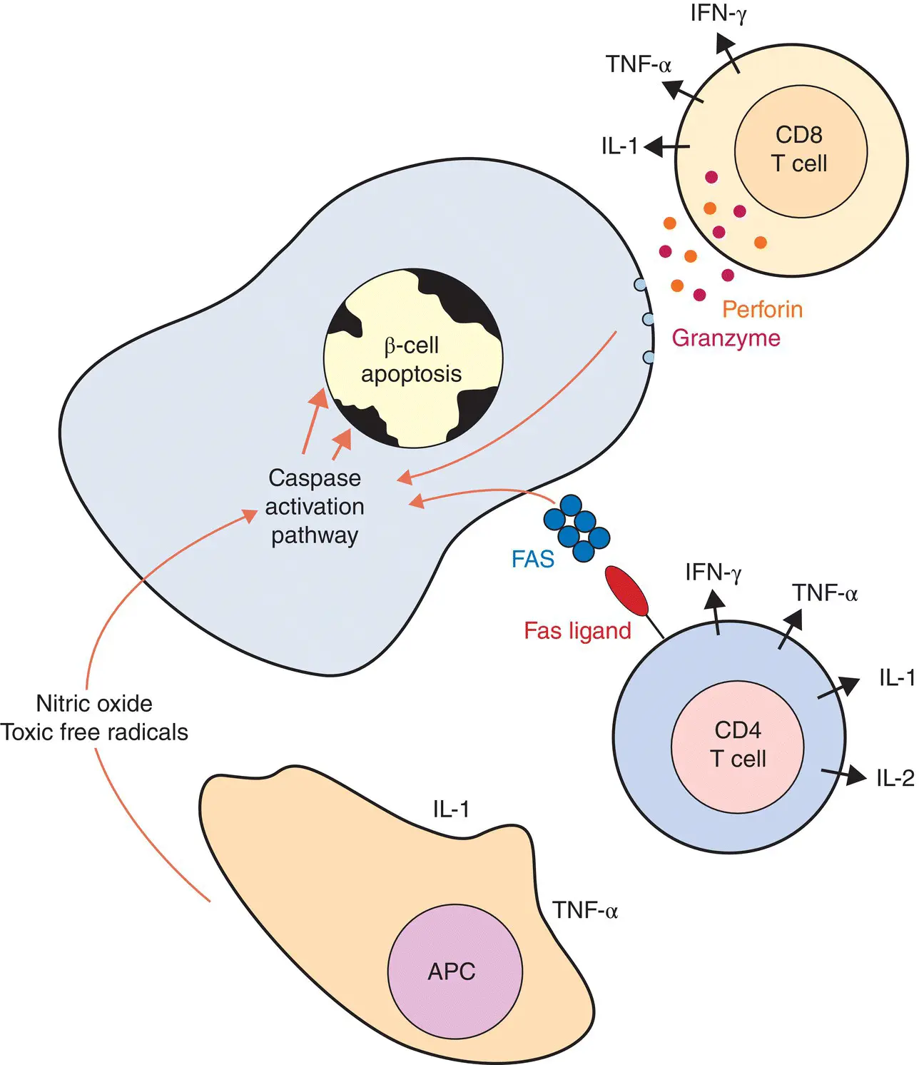 Figure 68 Proposed mechanisms of β cell death β cells die through a process - фото 60