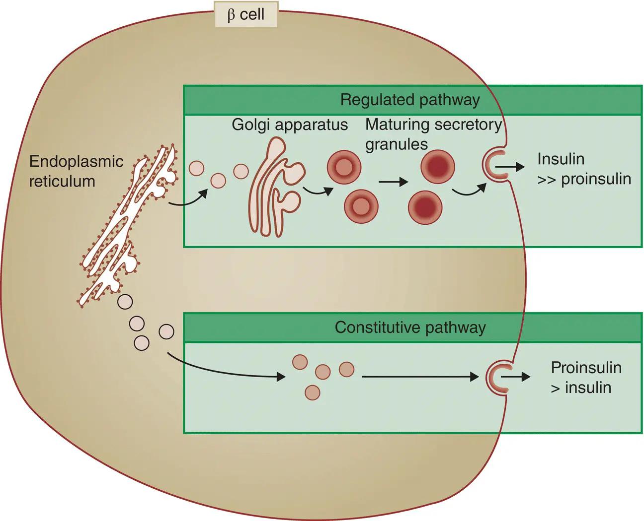 Figure 510 The regulated normal and constitutive active in type 2 diabetes - фото 42