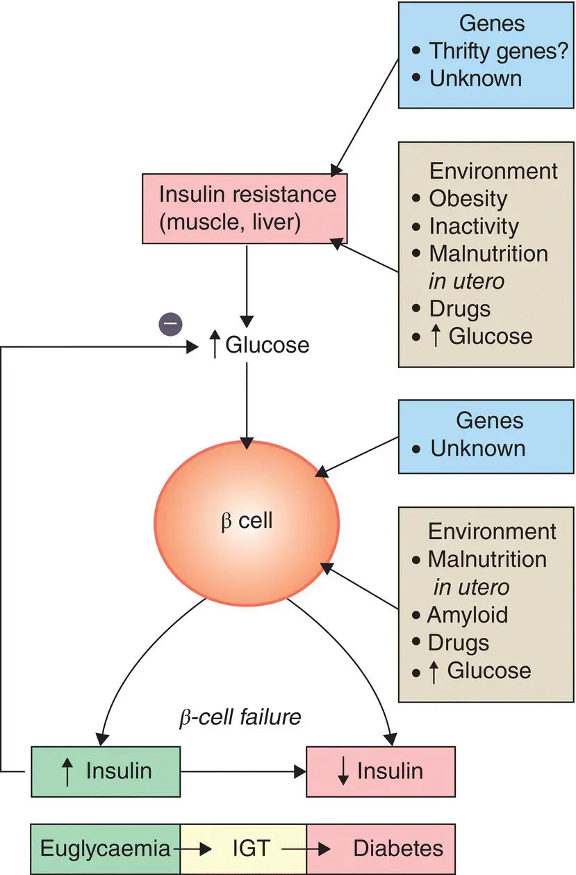 Figure 719 Pathogenesis of type 2 diabetes Both genetic and environmental - фото 81