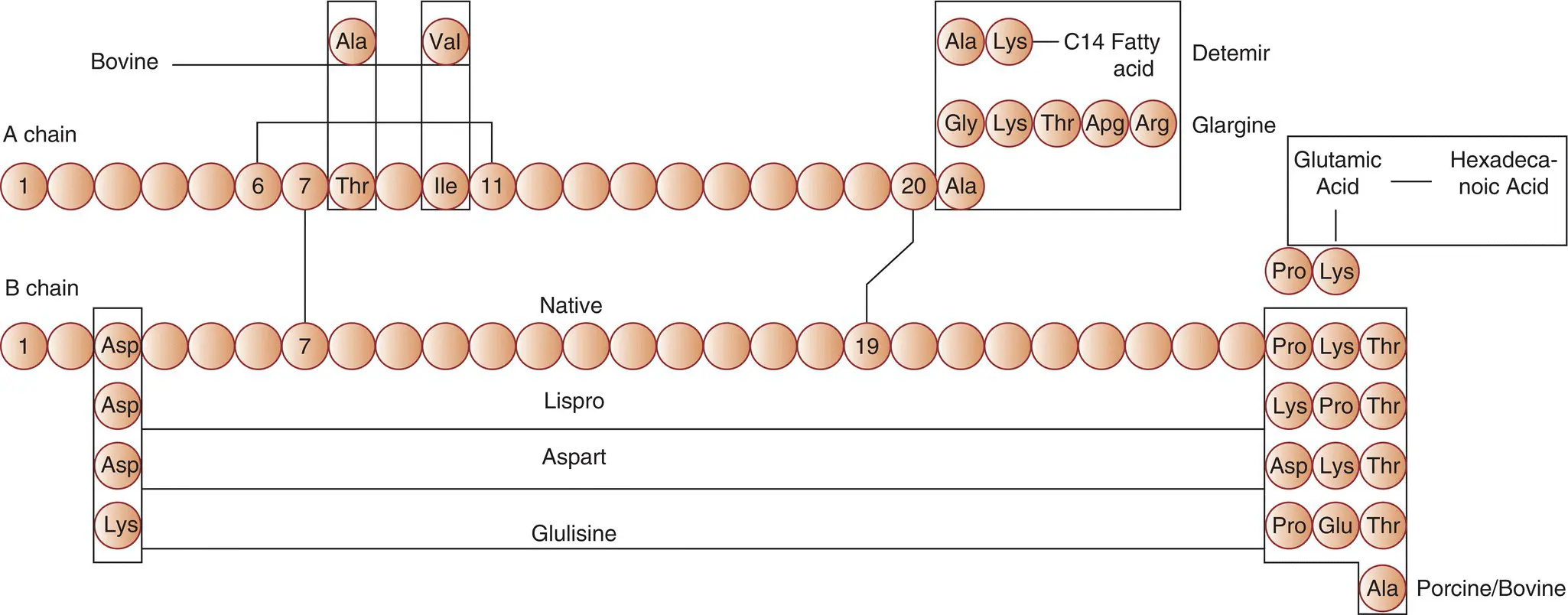 Figure 26 Schematic amino acid sequence of human insulin porcine and bovine - фото 11
