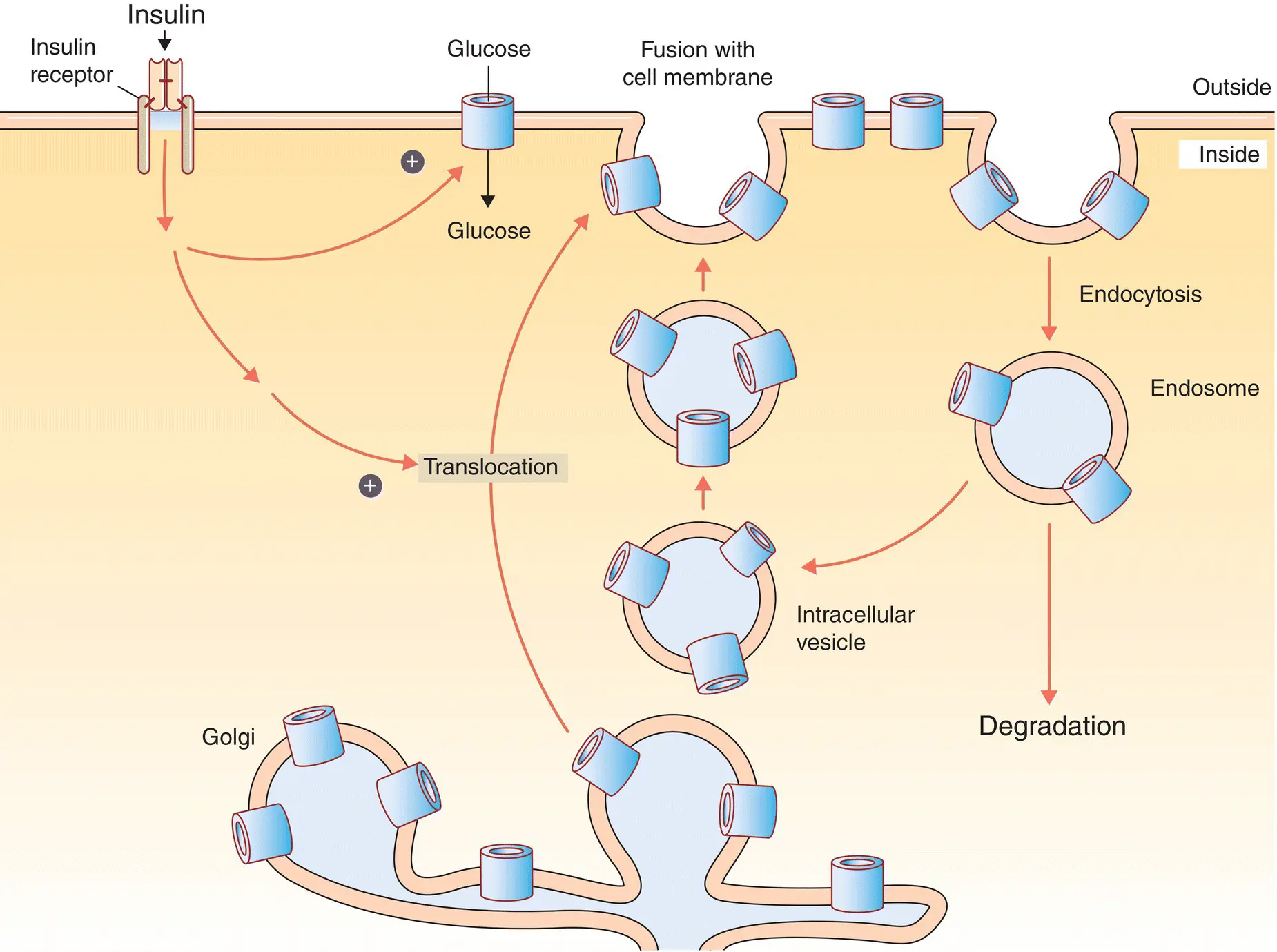 Figure 518 Insulin regulation of glucose transport into cells Figure 519 - фото 50