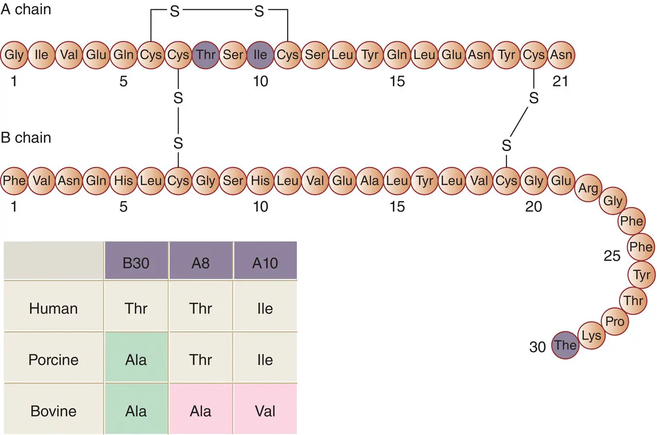 Figure 56 The primary structure amino acid sequence of human insulin The - фото 38