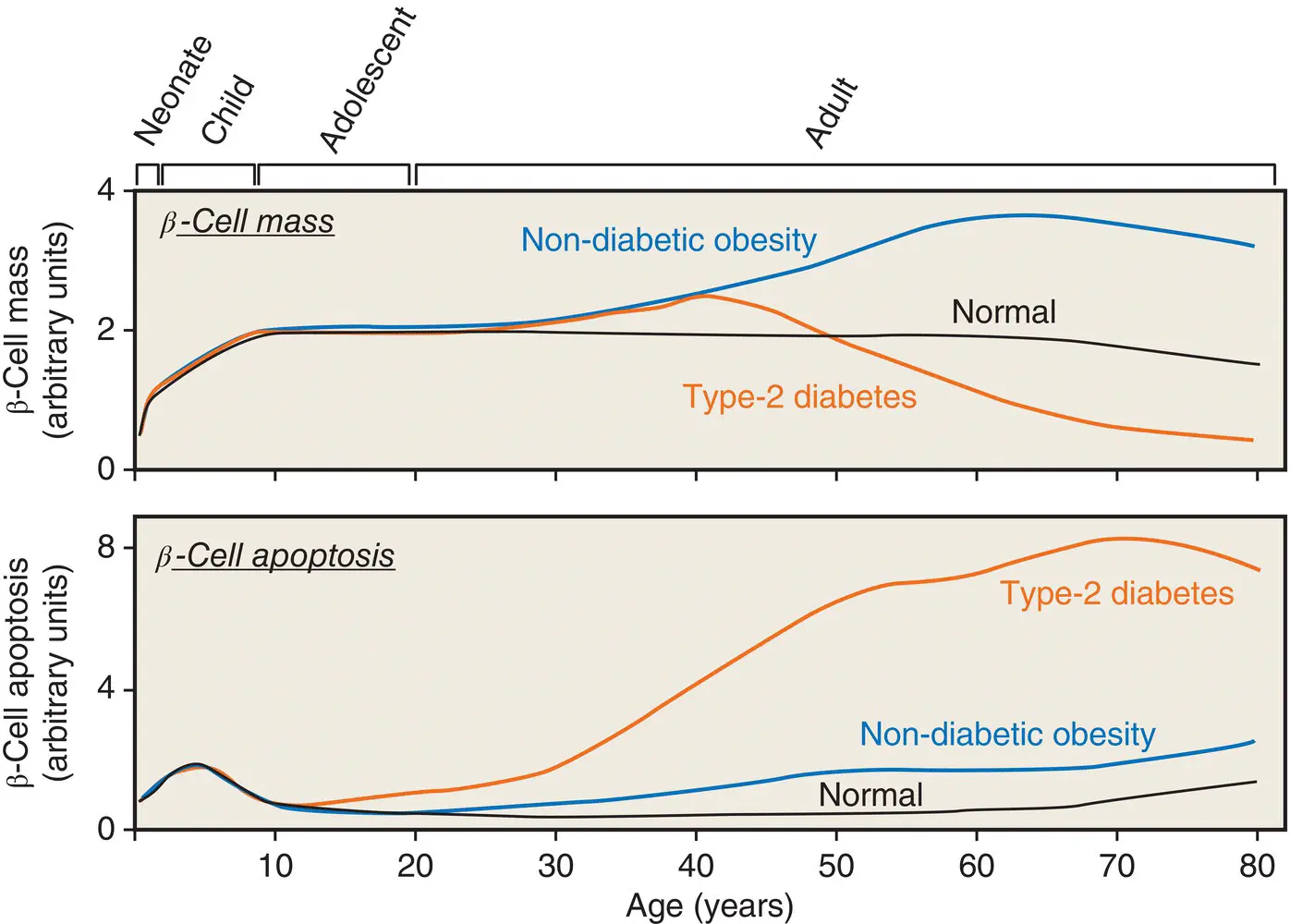 Figure 55 A hypothetical model for postnatal pancreatic β cell growth in - фото 37